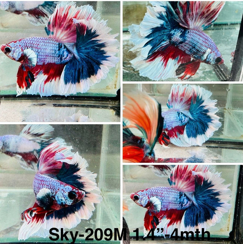 Live Male Betta Fancy marble Halfmoon (Sky-209)S071 High quality what you see what you get!!