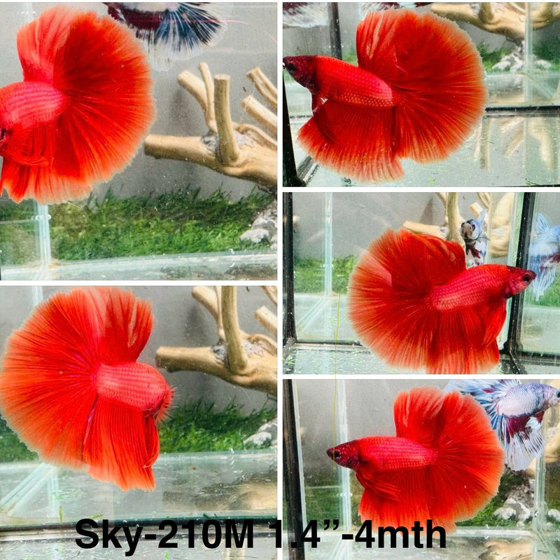 Live Male Betta Super Red solid color Halfmoon (Sky-210)S104 High quality what you see what you get!!