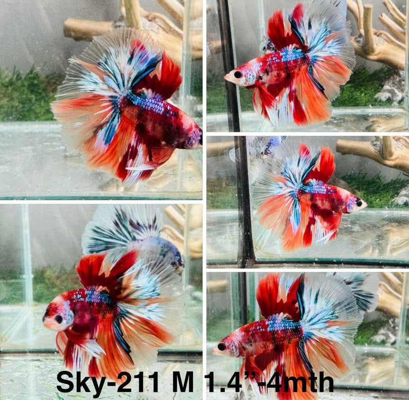 Live Male Betta Galaxy Red Koi Halfmoon (Sky-211)S270 High quality what you see what you get!!