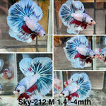 Live Male Betta Fancy marble Halfmoon (Sky-212) High quality what you see what you get!!
