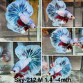 Live Male Betta Fancy marble Halfmoon (Sky-212) High quality what you see what you get!!