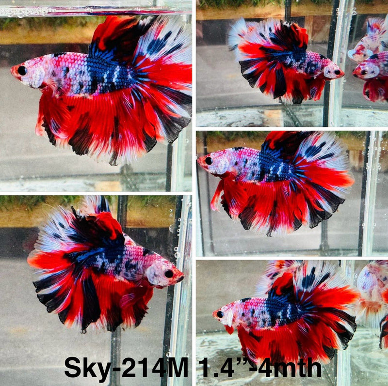 Live Male Betta Fancy Red Koi Halfmoon (Sky-214) High quality what you see what you get!!