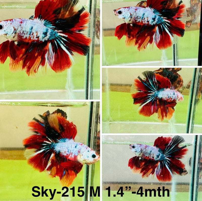 Live Male Betta Fancy Red Koi Halfmoon (Sky-215)S204 High quality what you see what you get!!