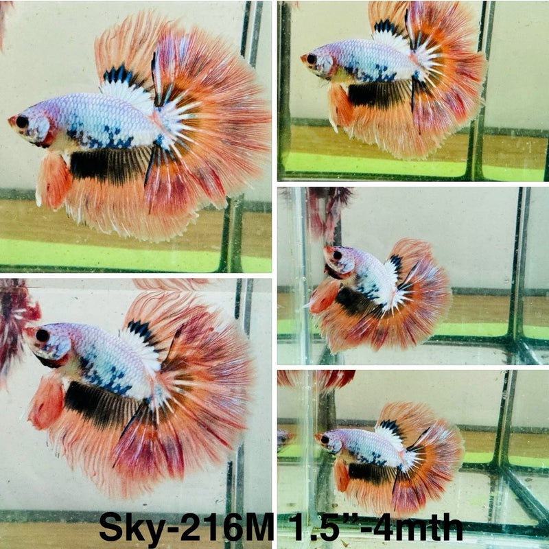 Live Male Betta Orange Fancy marble Halfmoon (Sky-216)S141 High quality what you see what you get!!