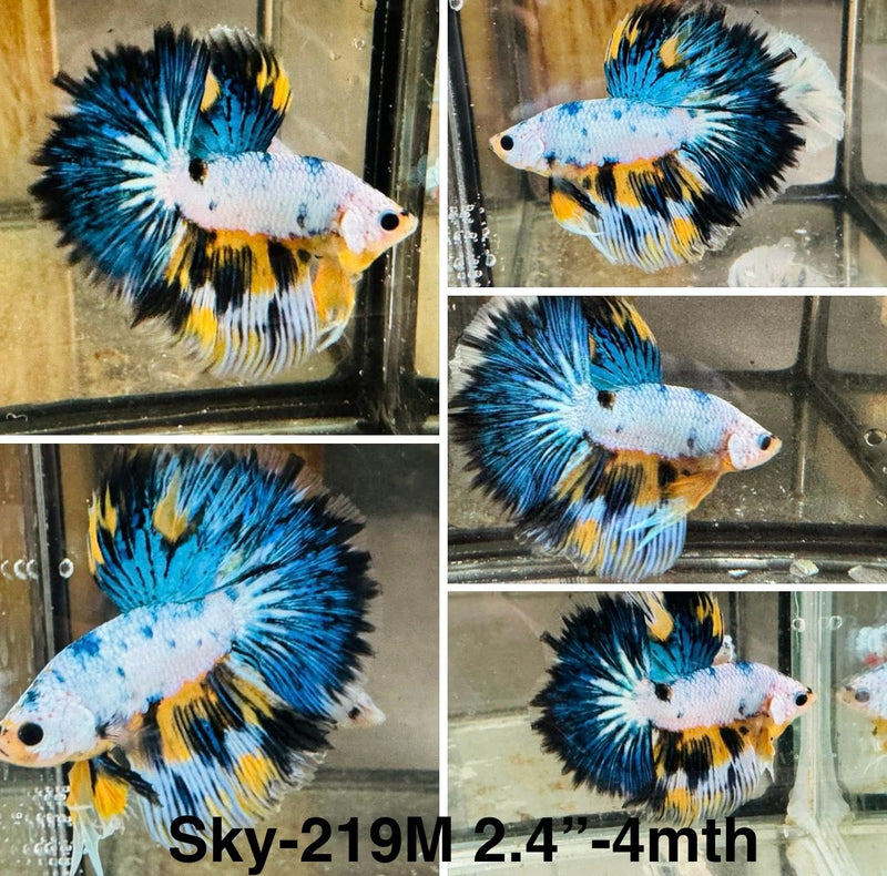 Live Male Betta Fancy Yellow blue marble Halfmoon (Sky-219)S061 High quality what you see what you get!!