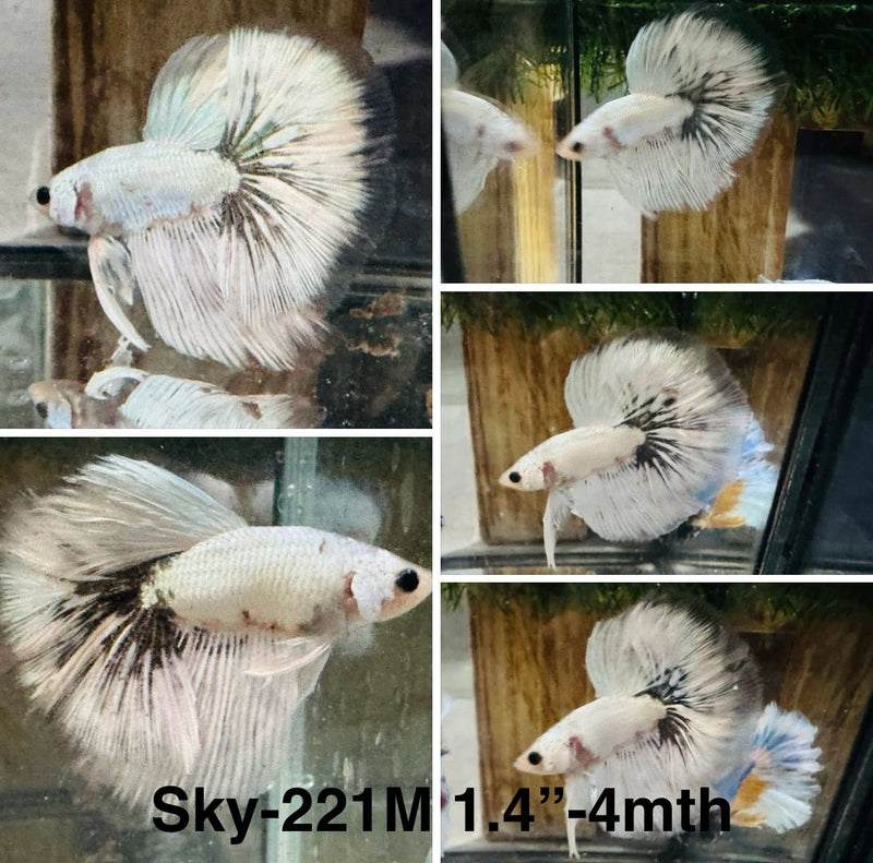 Live Male Betta Fancy Copper scale Light Tone Halfmoon (Sky-221)S117 High quality what you see what you get!!