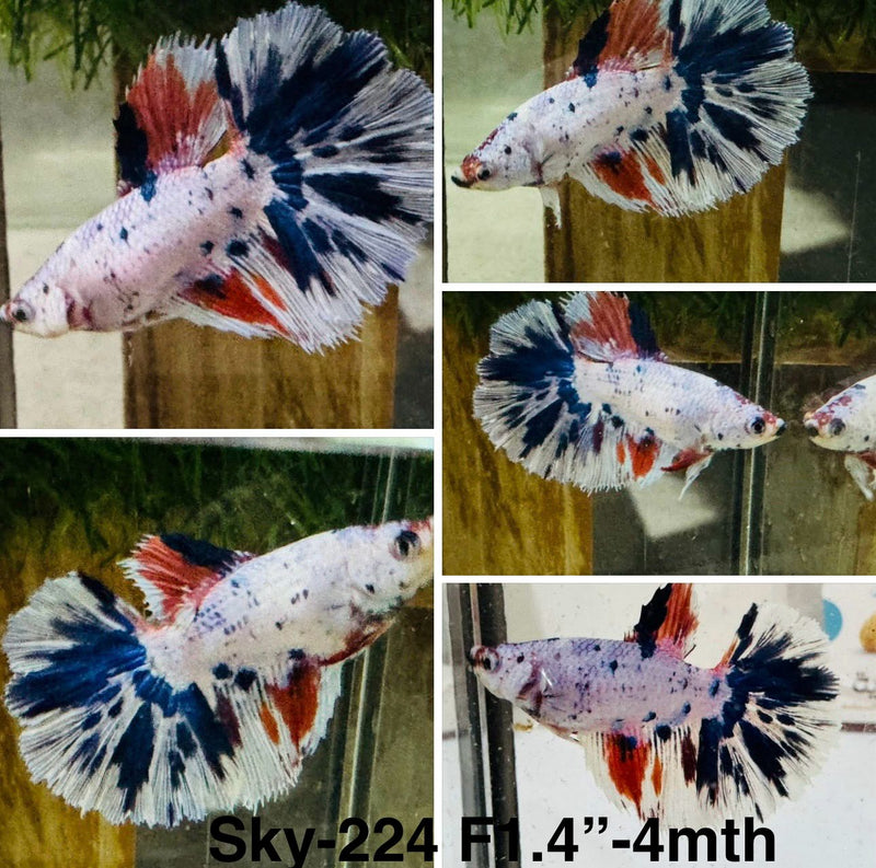 Live Female Betta Fancy marble Halfmoon (Sky-224)S209 High quality what you see what you get!!