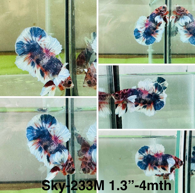 Live Male Betta Fancy marble Dumbo Big ear Plakat (Sky-233)S066 High quality what you see what you get!!