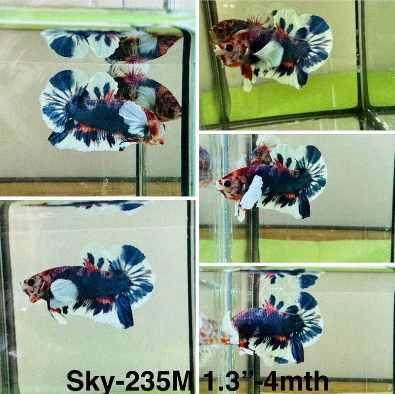 Live Male Betta Fancy Blue marble Dumbo Big ear Plakat (Sky-235)S041 High quality what you see what you get!!