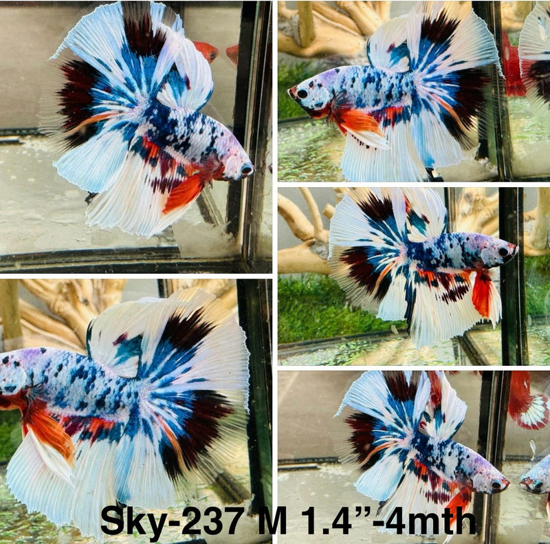 Live Male Betta Fancy marble Halfmoon (Sky-237) S162 High quality what you see what you get!!
