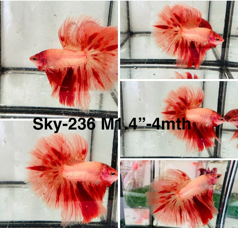 Live Male Betta Orange Vanda Armageddon Halfmoon (Sky-236) S104 High quality what you see what you get!!