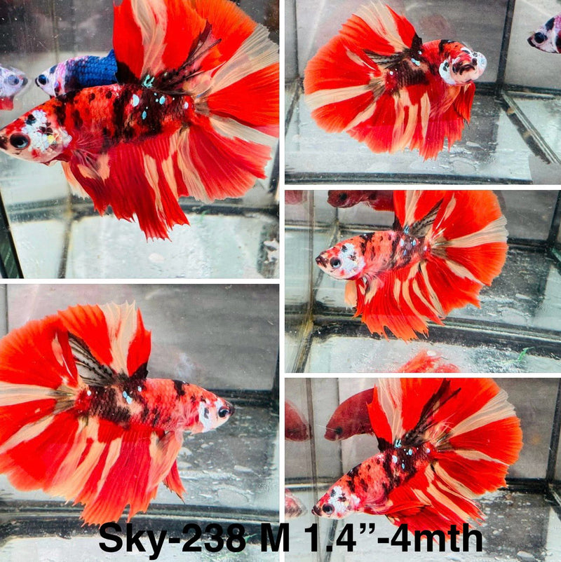 Live Male Betta Red Galaxy Nemo Halfmoon (Sky-238) S158 High quality what you see what you get!!