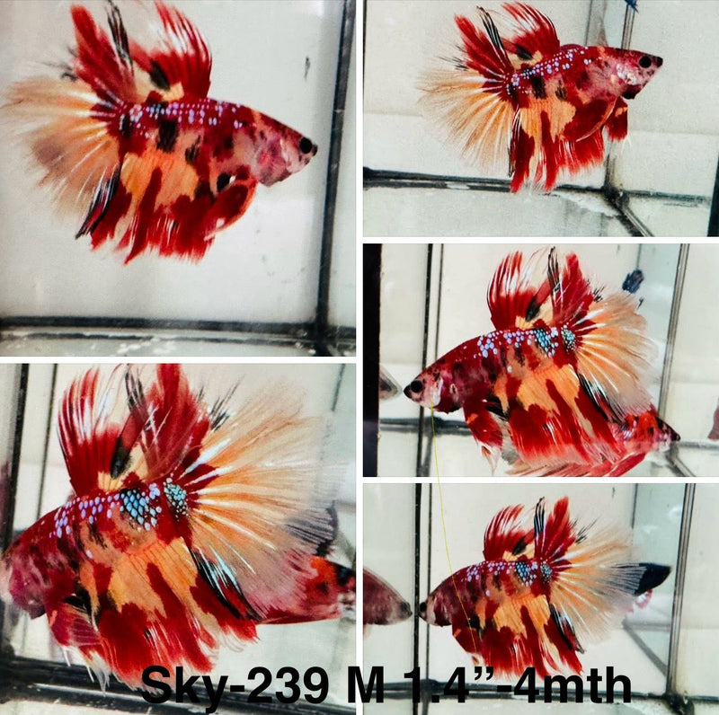Live Male Betta Red Galaxy Nemo Halfmoon (Sky-239) S328 High quality what you see what you get!!