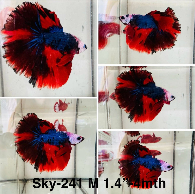 Live Male Betta Fancy Red Koi white skin Halfmoon (Sky-241) S178 High quality what you see what you get!!