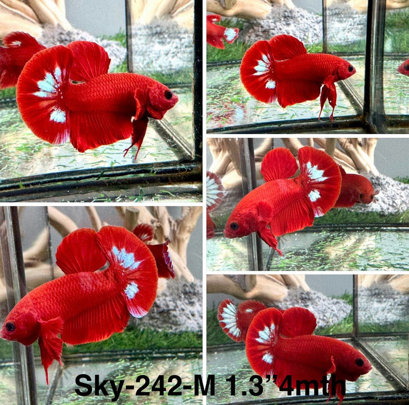 Live Male Betta Red Hellboy Plakat (Sky-242) High quality what you see what you get!!