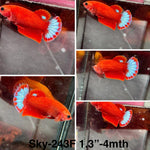 Live Female Betta Red Hellboy Startail Plakat (Sky-243)High quality what you see what you get!!