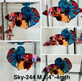Live Male Betta Galaxy Koi Plakat (Sky-244)High quality what you see what you get!!