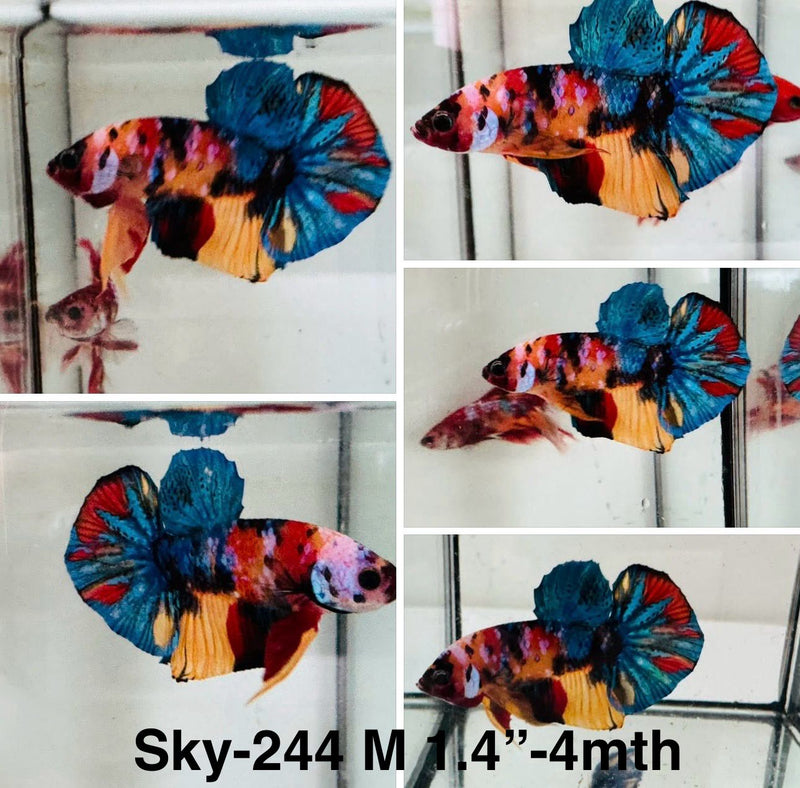 Live Male Betta Galaxy Koi Plakat (Sky-244)High quality what you see what you get!!