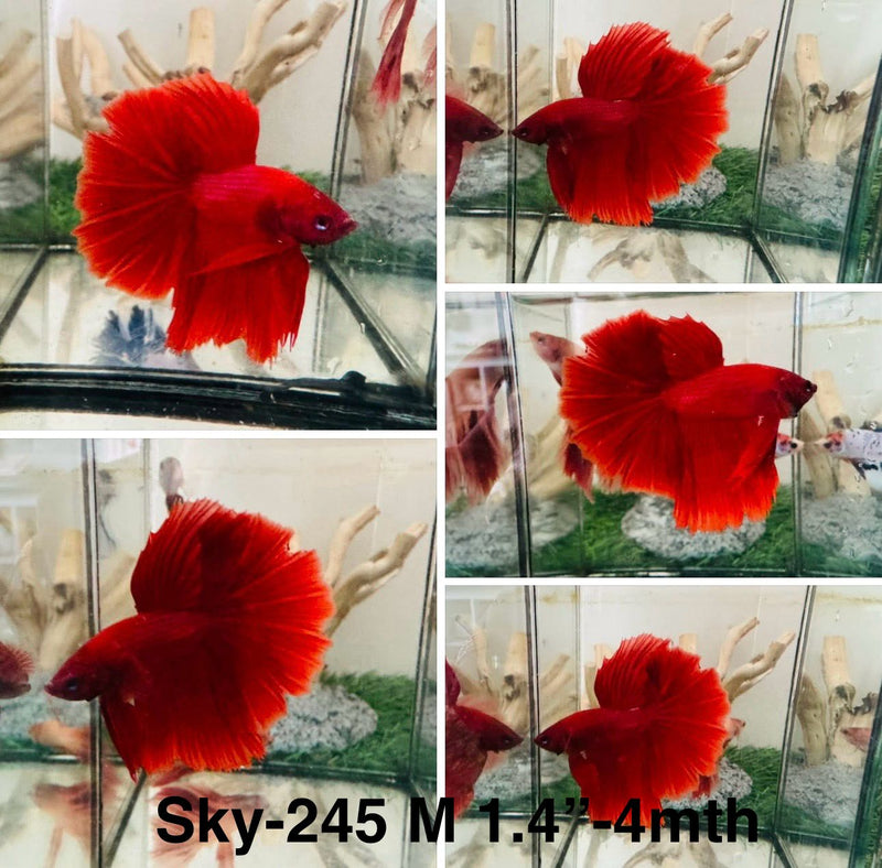 Live Male Betta Super Red solid color Halfmoon (Sky-245)High quality what you see what you get!!