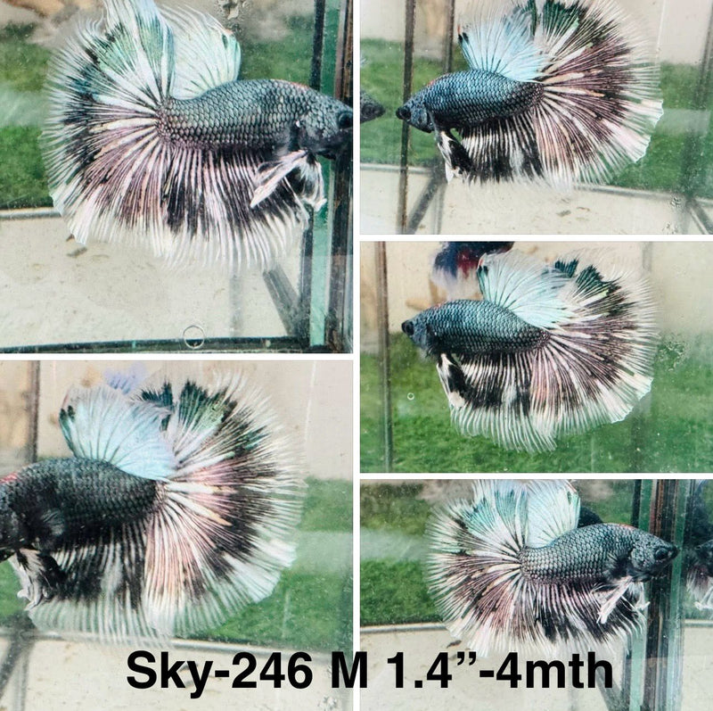 Live Male Betta Copper Scale Dark tone Halfmoon (Sky-246) S101 High quality what you see what you get!!