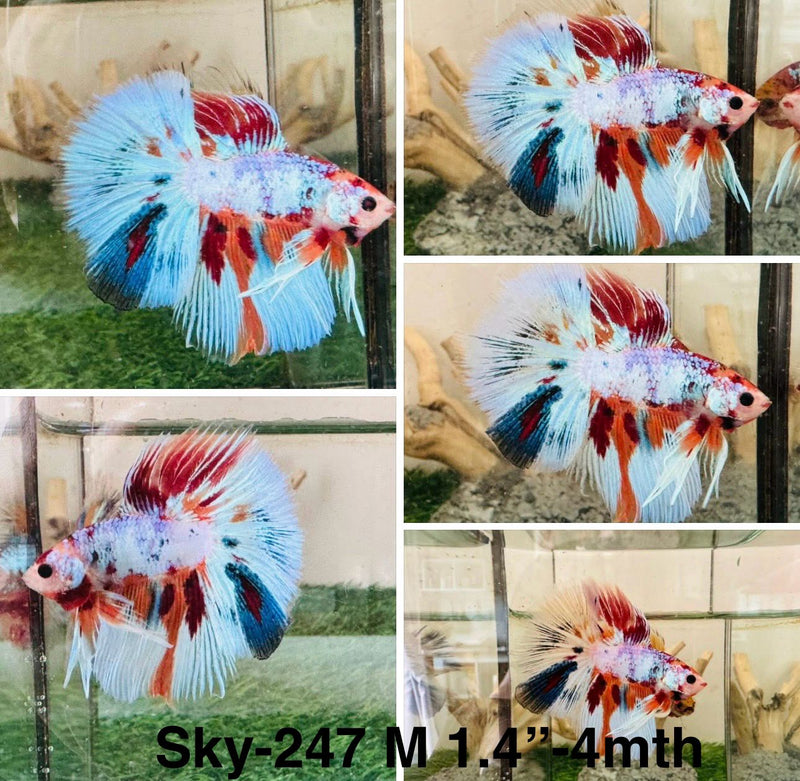 Live Male Betta Fancy marble Halfmoon (Sky-247) S040 High quality what you see what you get!!