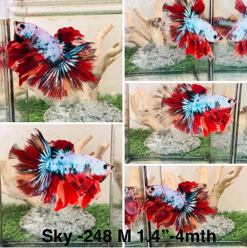 Live Male Betta Candy marble Halfmoon (Sky-248) S038 High quality what you see what you get!!
