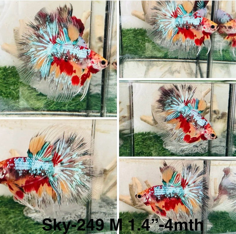 Live Male Betta Galaxy Nemo Halfmoon (Sky-249) S315 High quality what you see what you get!!