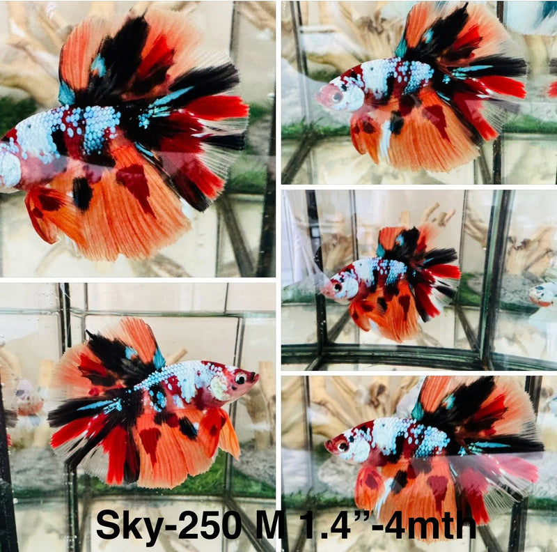 Live Male Betta Galaxy Nemo Halfmoon (Sky-250) S027 High quality what you see what you get!!
