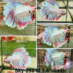 Live Male Betta Fancy Purple pink pastel colors Halfmoon Rosetail (Sky-252)High quality what you see what you get!!