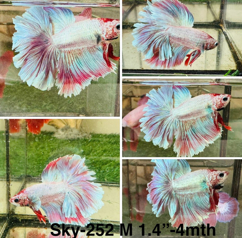 Live Male Betta Fancy Purple pink pastel colors Halfmoon Rosetail (Sky-252)High quality what you see what you get!!