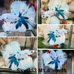 Live Male Betta Fancy marble Halfmoon (Sky-253)High quality what you see what you get!!