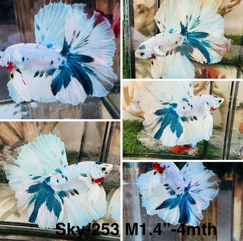Live Male Betta Fancy marble Halfmoon (Sky-253)High quality what you see what you get!!