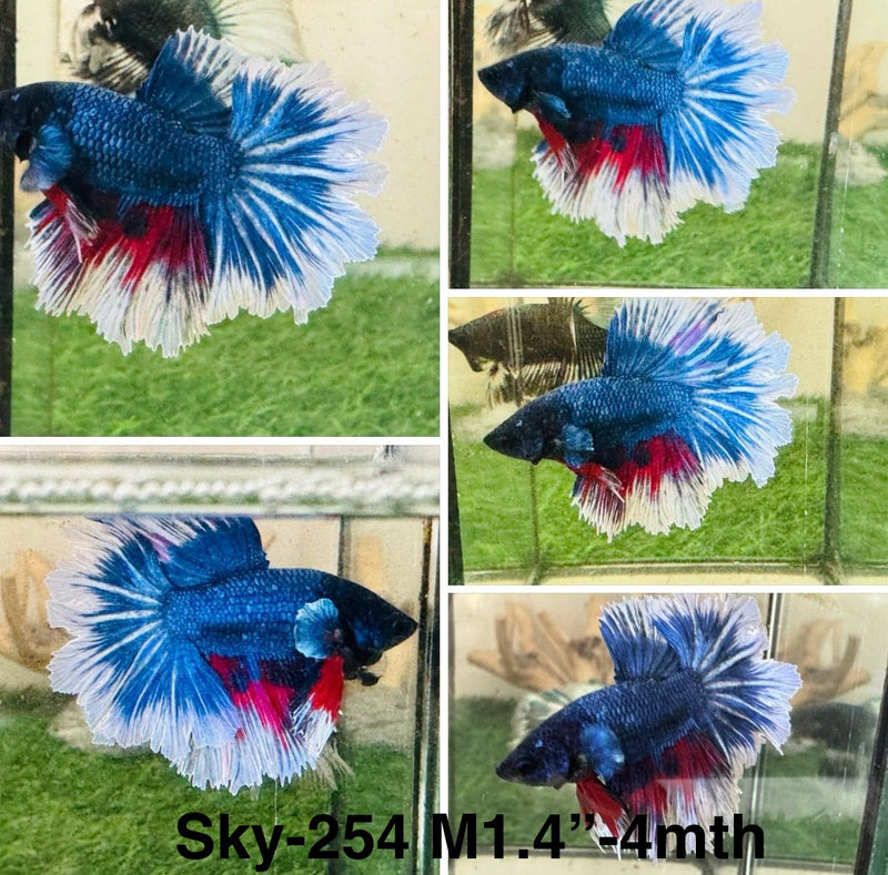 Live Male Betta Fancy blue marble Halfmoon (Sky-254) S268 High quality what you see what you get!!