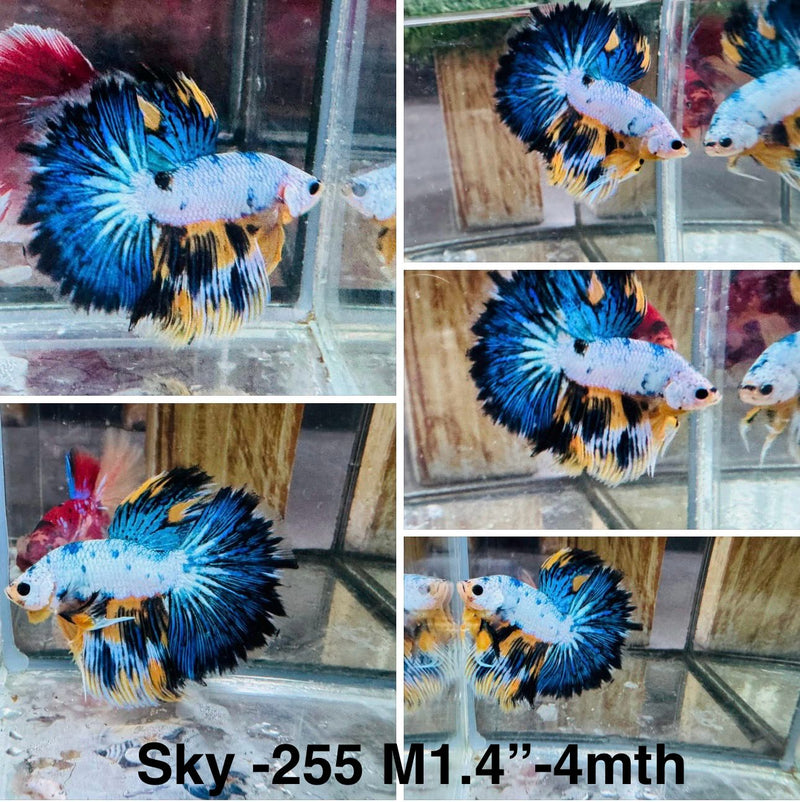 Live Male Betta Fancy marble Halfmoon (Sky-255)High quality what you see what you get!!