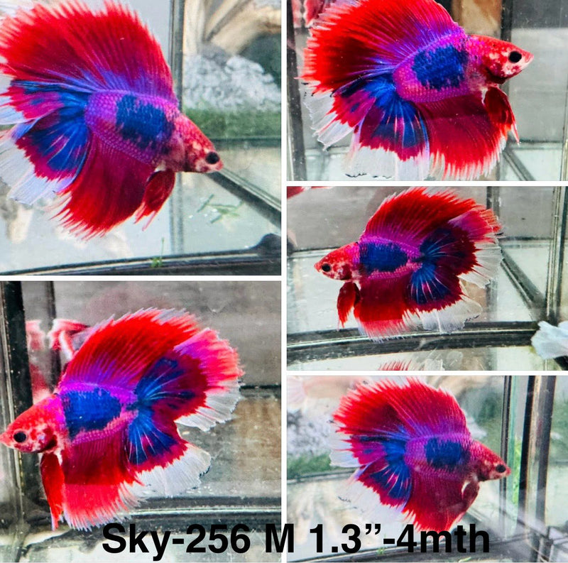 Live Male Betta Fancy Purple Doubletail Halfmoon (Sky-256) S049 High quality what you see what you get!!