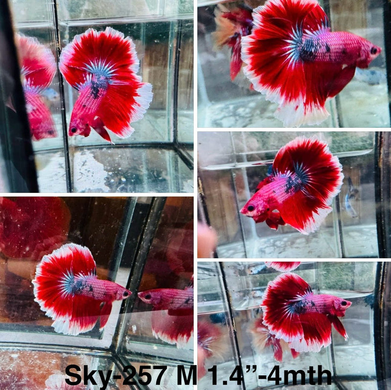Live Male Betta Fancy Red Koi Halfmoon (Sky-257) S259 High quality what you see what you get!!