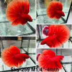 Live Male Betta Super Red Solid color Halfmoon (Sky-259)High quality what you see what you get!!