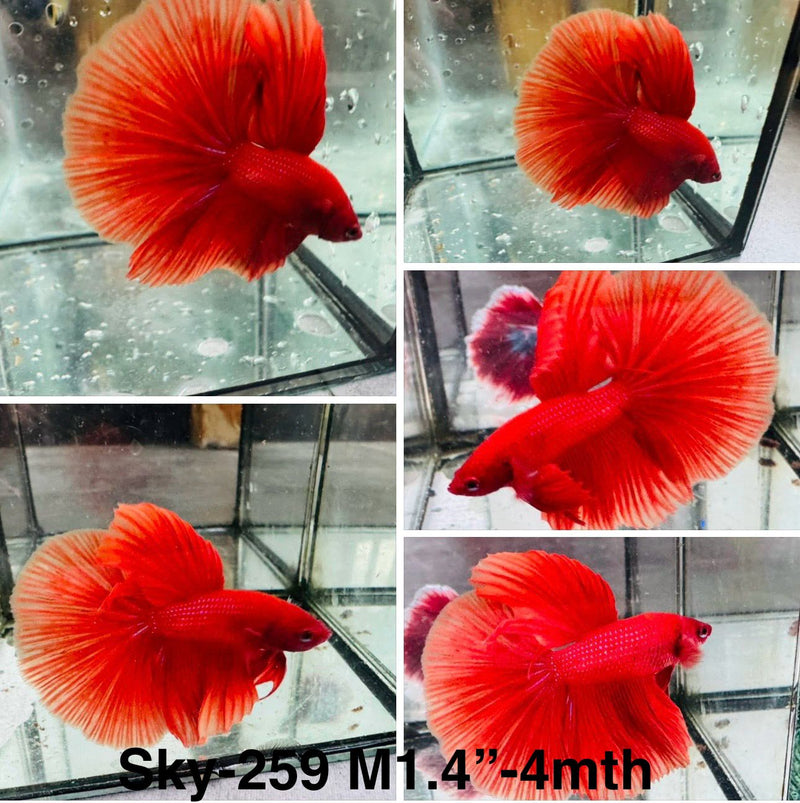 Live Male Betta Super Red Solid color Halfmoon (Sky-259)High quality what you see what you get!!