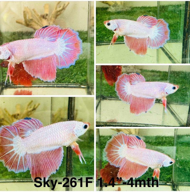 Live Female Betta Fancy Pink Lavender Halfmoon (Sky-261)High quality what you see what you get!!