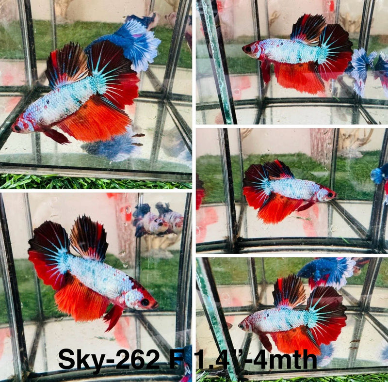 Live Female Betta Fancy marble Halfmoon (Sky-262) S324 High quality what you see what you get!!