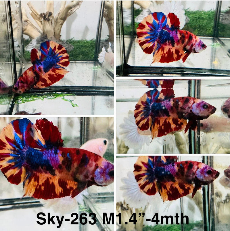 Live Male Betta Candy Nemo Plakat (Sky-263) S304 High quality what you see what you get!!