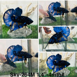Live Male Betta Blue Black Galaxy Avatar Plakat (Sky-264)High quality what you see what you get!!