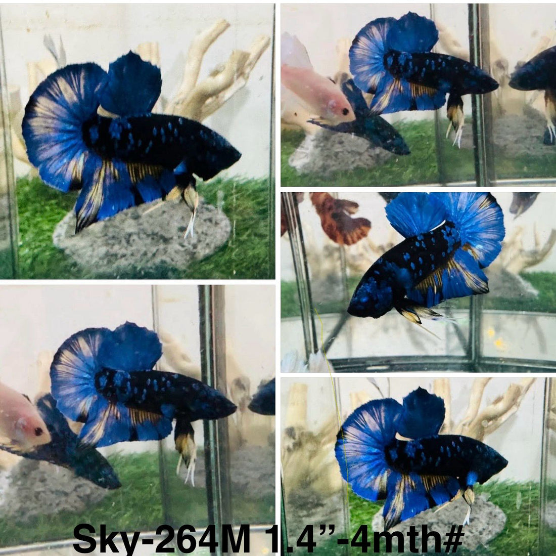 Live Male Betta Blue Black Galaxy Avatar Plakat (Sky-264)High quality what you see what you get!!