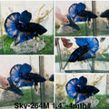 Live Male Betta Blue Black Galaxy Avatar Plakat (Sky-264)High quality what you see what you get!!