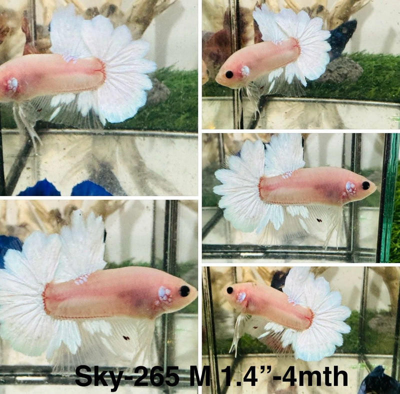Live Male Betta White Opal Colors Light tone Plakat (Sky-265) S320 High quality what you see what you get!!