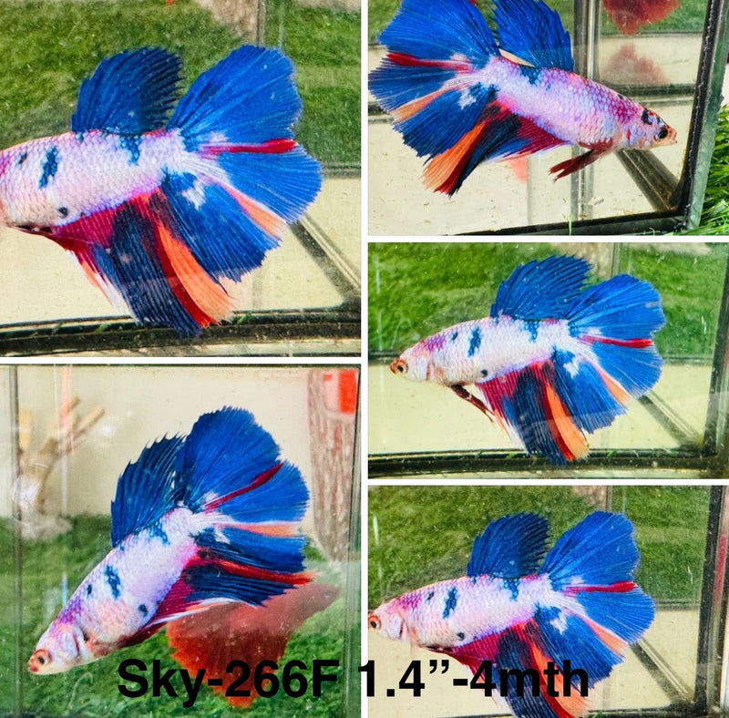 Live Female Betta Fancy marble Halfmoon (Sky-266) S325 High quality what you see what you get!!