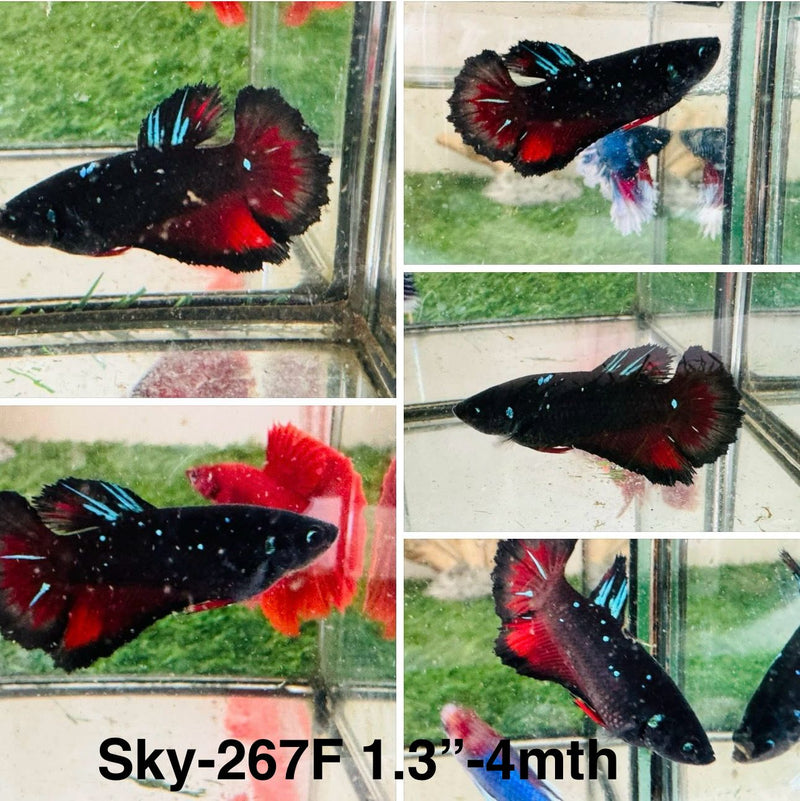 Live Female Betta Black Galaxy Stardust Halfmoon (Sky-267)High quality what you see what you get!!