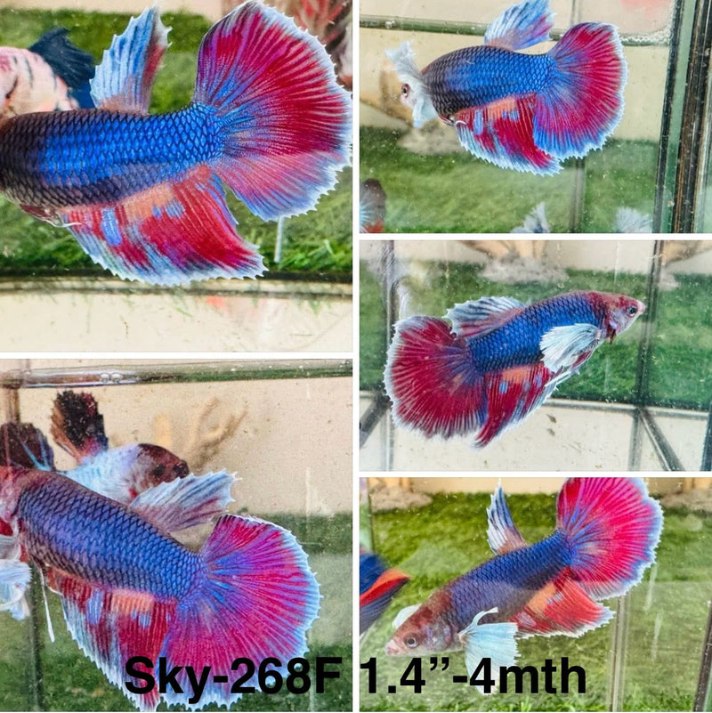 Live Female Betta Fancy purple blue Dumbo Halfmoon (Sky-268) S186 High quality what you see what you get!!