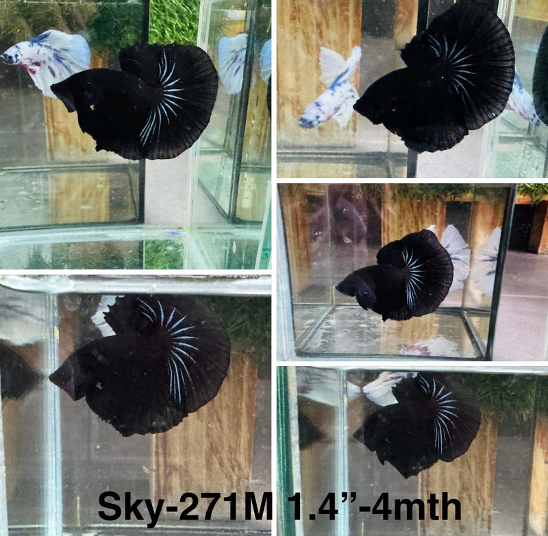 Live Male Betta Super Black Solid color Halfmoon (Sky-271)S202 High quality what you see what you get!!