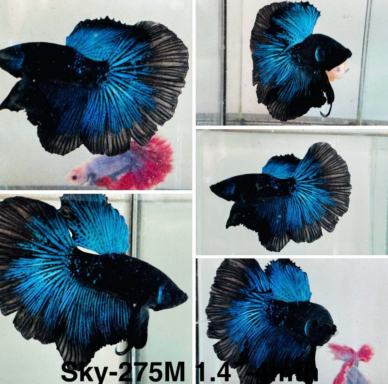 Live Male Betta Blue Blacklight Halfmoon  (Sky-275)S051 High quality what you see what you get!!